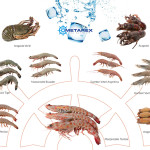 crostacei_full